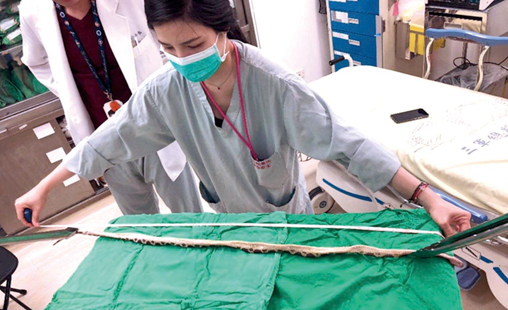 臺灣蛇咬傷到院前處置建議事項五不三要三總對於病人帶來死亡蛇體的測量記錄與標本保存01